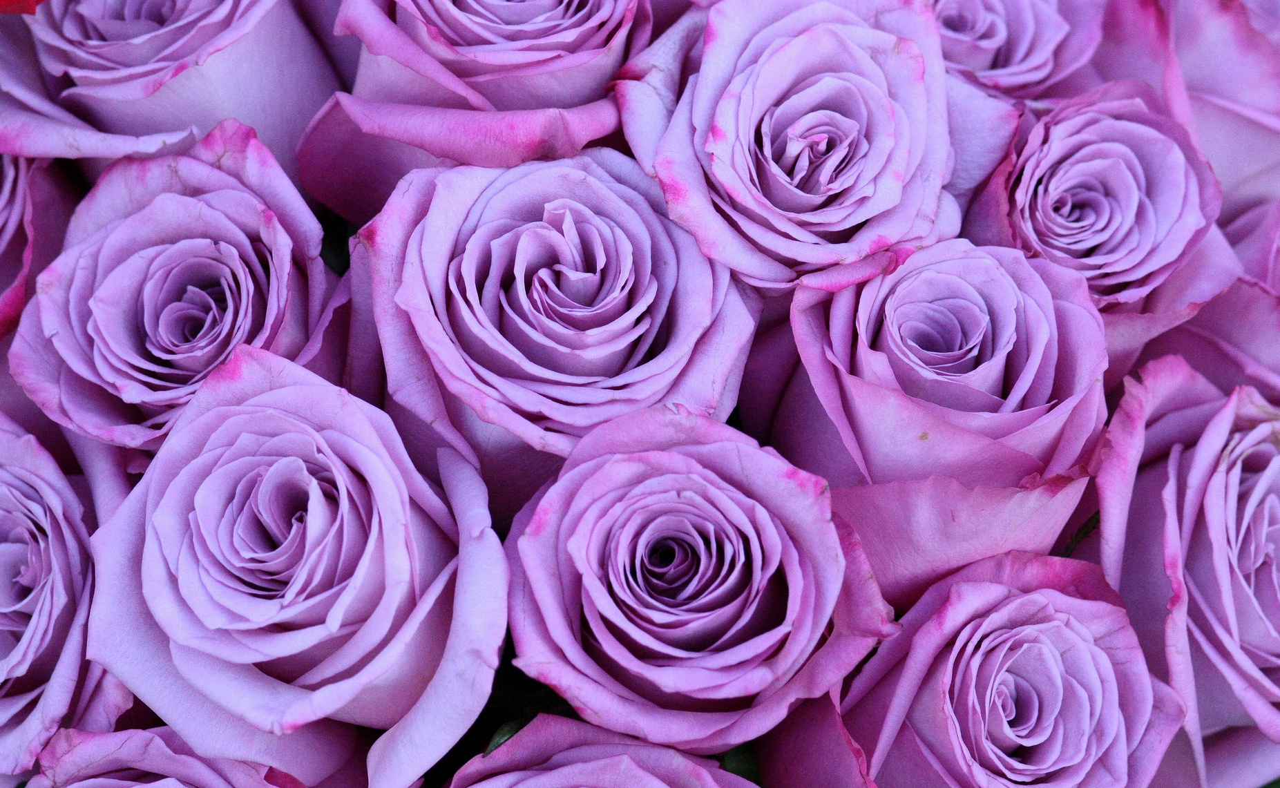 Purple Rose Flowers Background